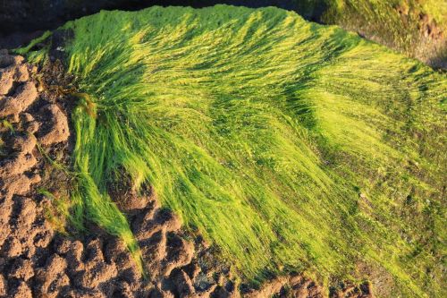 seaweed nature texture