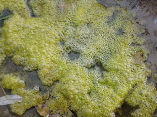 seaweed mucus quagmire