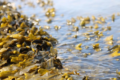 seaweed  sea  water