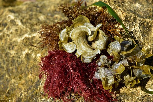 seaweed  stone  water