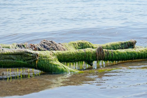 seaweed  sea  nature