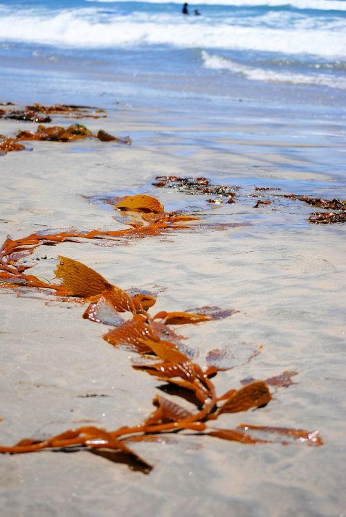 seaweed beach ocean