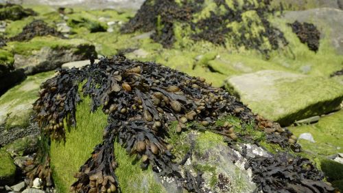 seaweed algae tang
