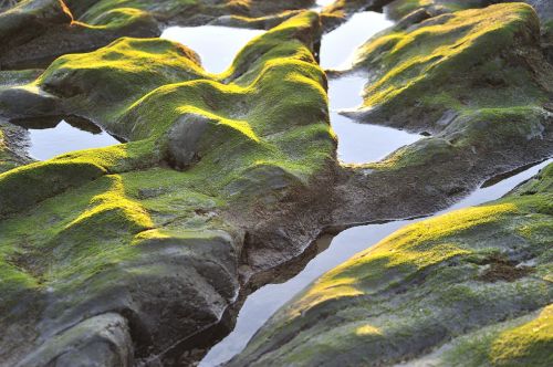 seaweed rock coast