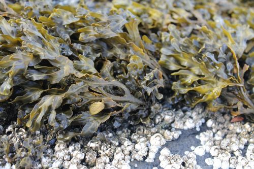 seaweed plant sea