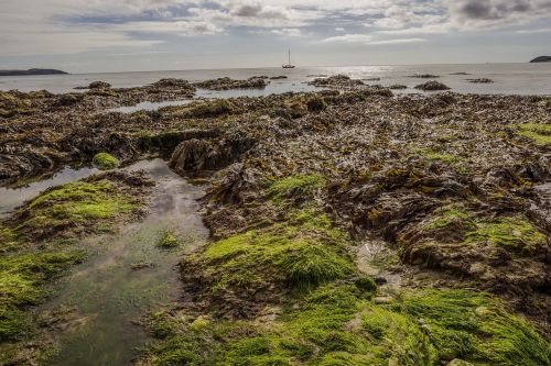 seaweed mud water