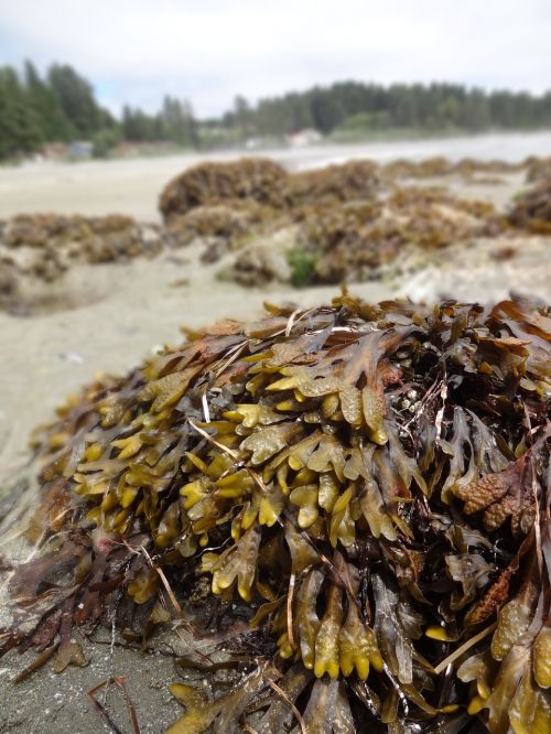 seaweed ucluelet vancouver island