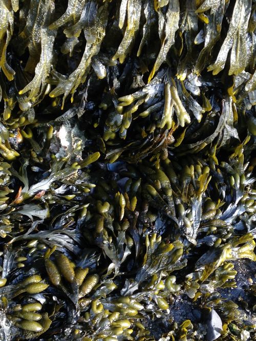 seaweed aquatic plants sea