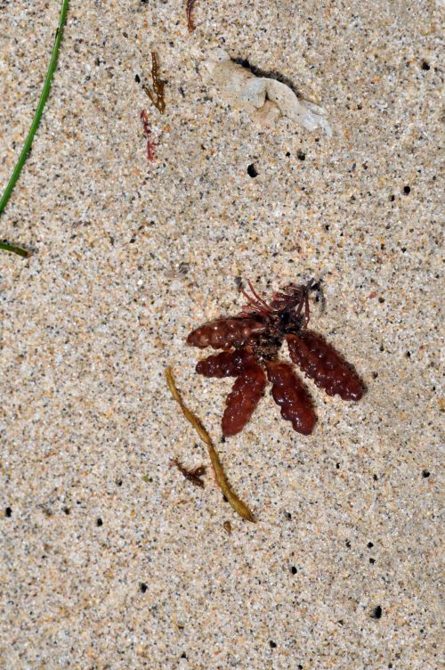 Seaweed In Sand