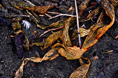 Seaweed Leaves
