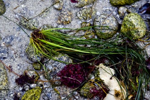 Seaweed Still Life