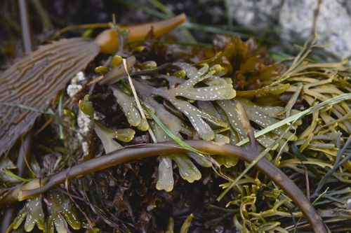 Seaweed Still Life