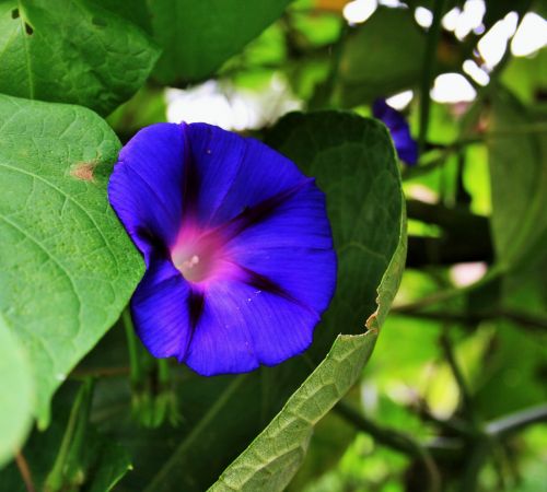 Secluded Morning Glory
