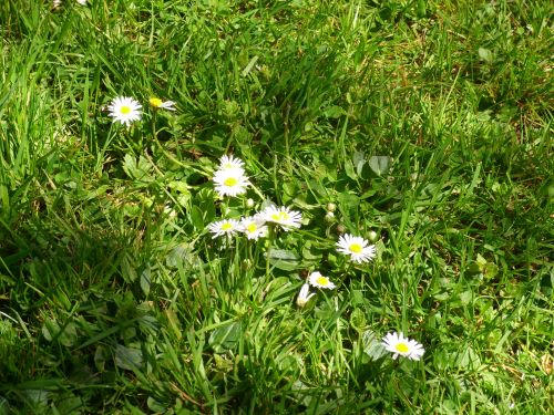 Secret Garden Flowers