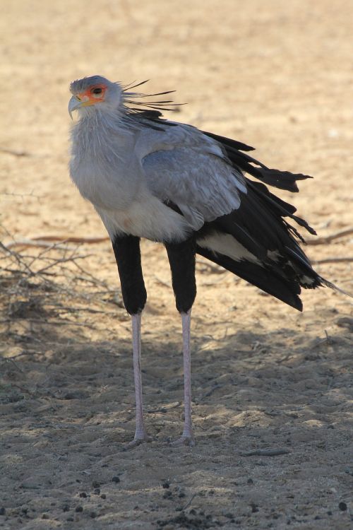 secretary bird raptor predator