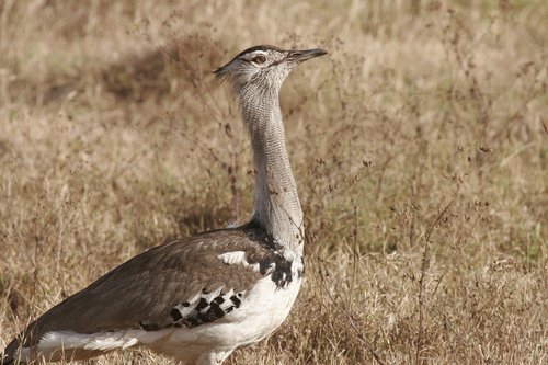 secretary bird  safari  kenya