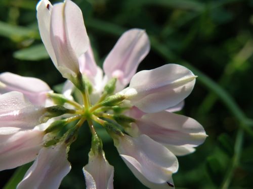 securigera varia flower coronilla