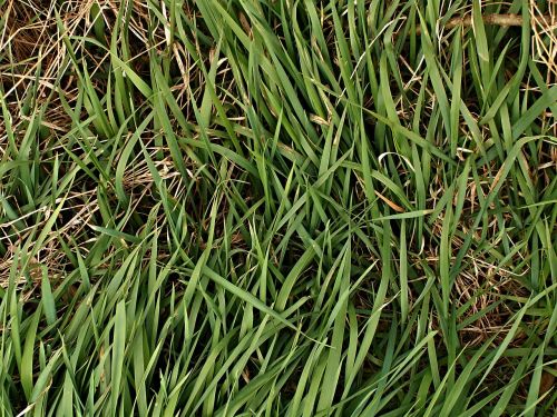 sedge grass dry grass