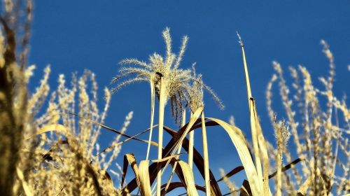 sedge reed drought
