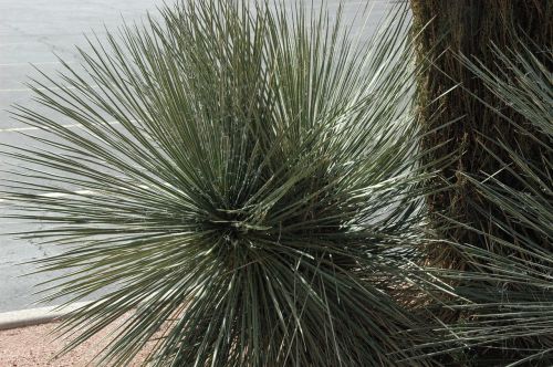 sedona arizona western