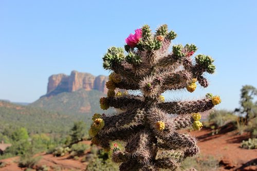 sedona  usa  cactus