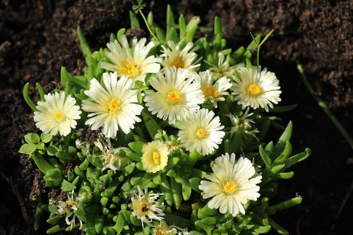 sedum  flowers  white