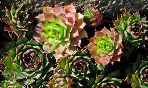 sedum  plant  garden