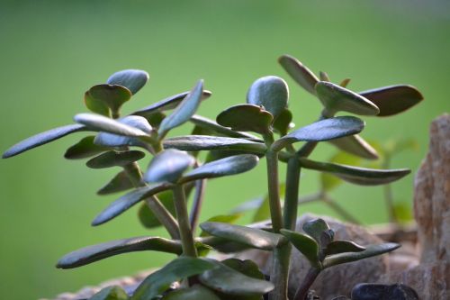 sedum succulent plant