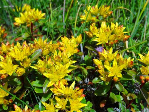 sedum stonecrop flower meadow