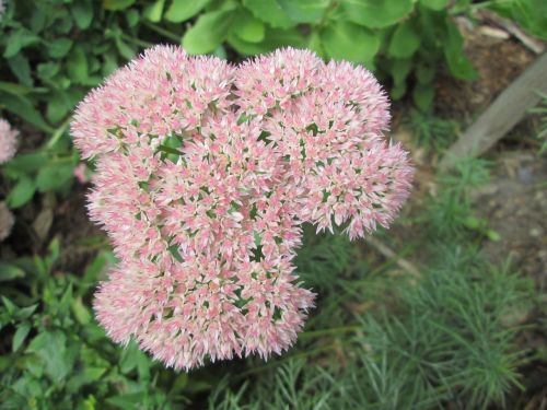 sedum garden flower