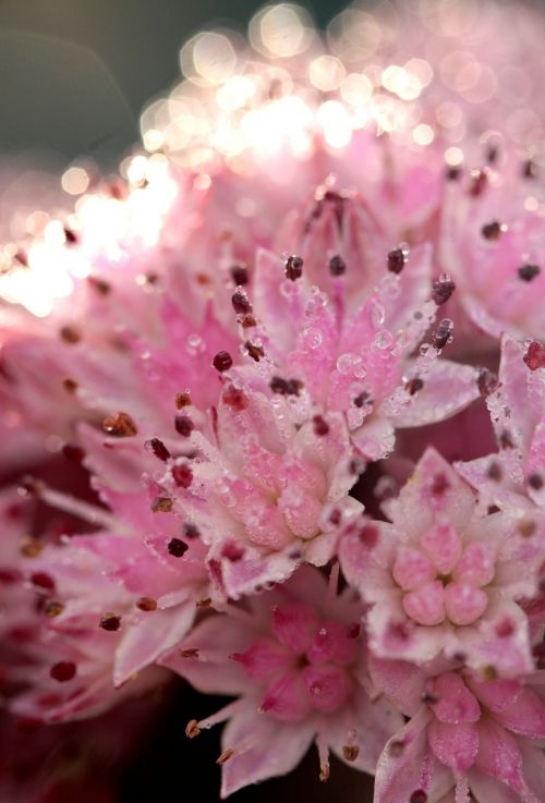 sedum flower pink