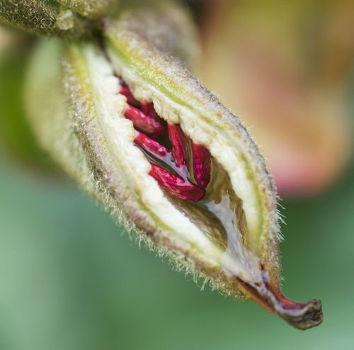 seed flower seedpod