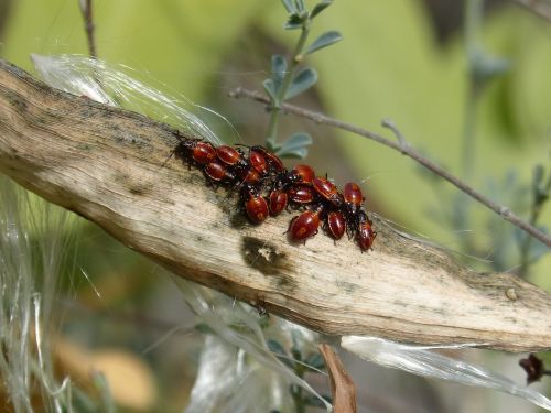 seed bugs beetle
