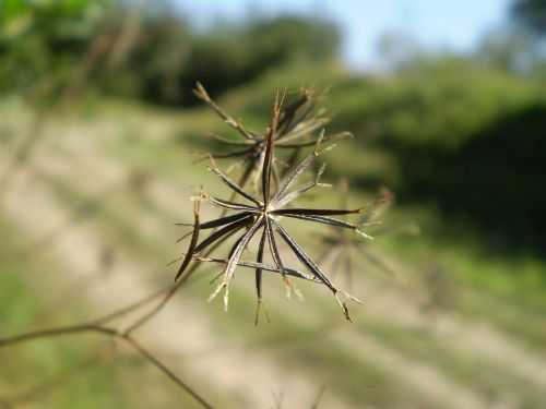 seed tribulus dry