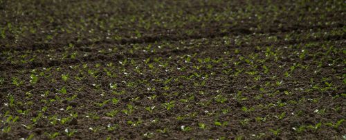 seed harvest bed