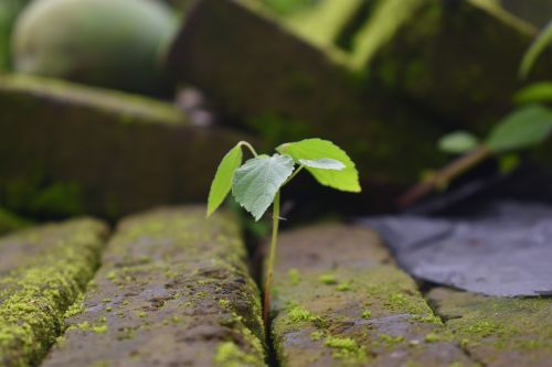 seed wild plant plant