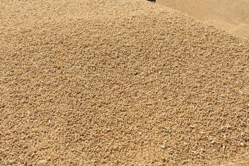 seed wheat grain