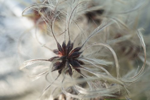seed  spore  flower