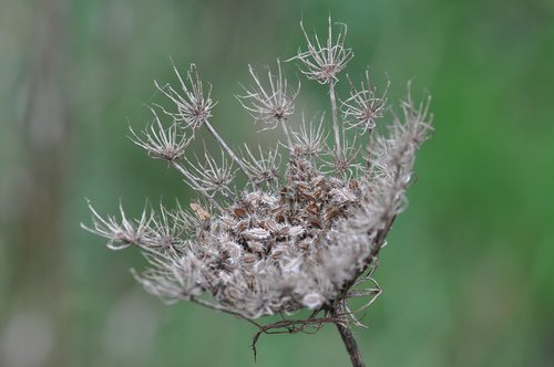 seed  overblown  nature