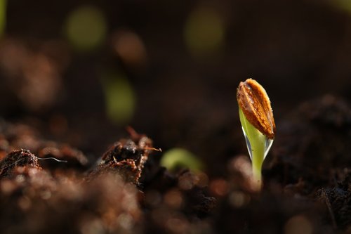 seed  germinate  spring