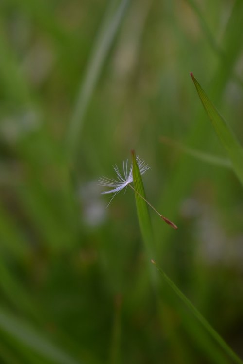 seed  white  grass