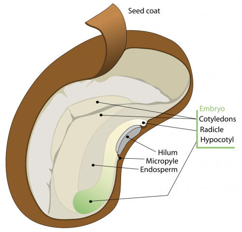 seed biology diagram