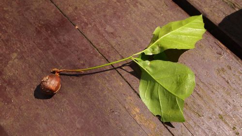 seed leaves loot