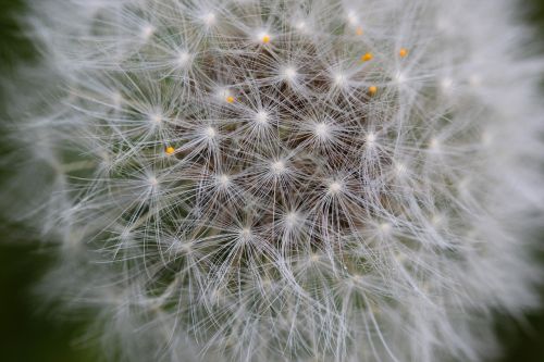 seed flower nature