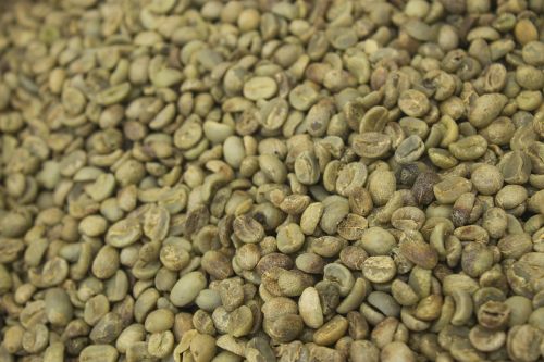 seed coffee not in shell dried seed coffee