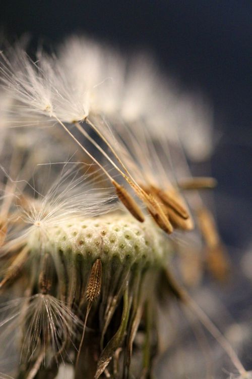 seed head dandelion seeds
