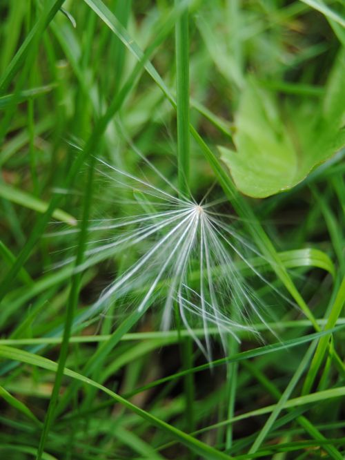 Seed On Grass