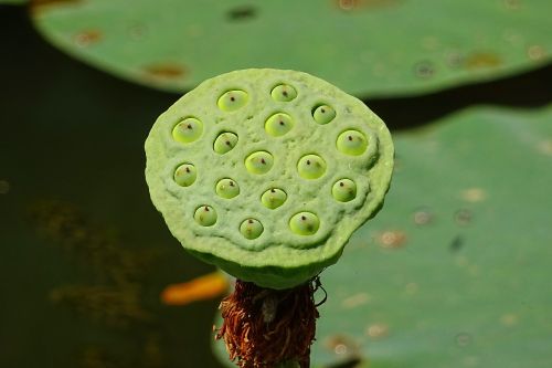 seed pod lotus flower head