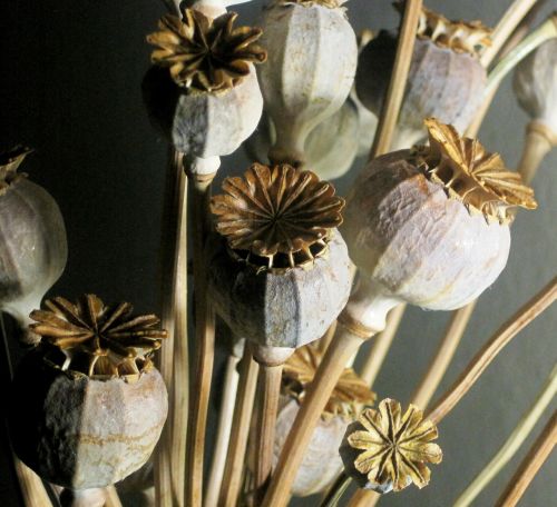 seed pods poppy dried