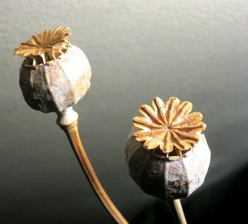 seed pods poppy dried